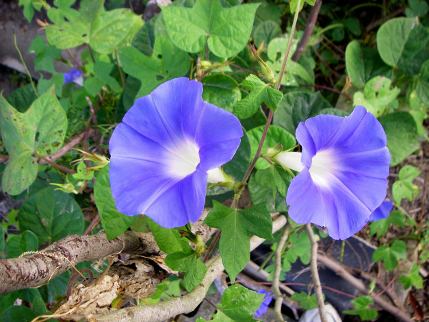 Обои картинки фото цветы, вьюнки, ипомеи