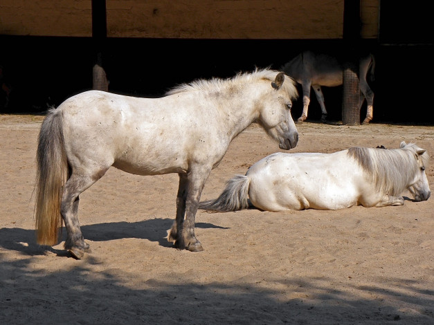 Обои картинки фото животные, лошади