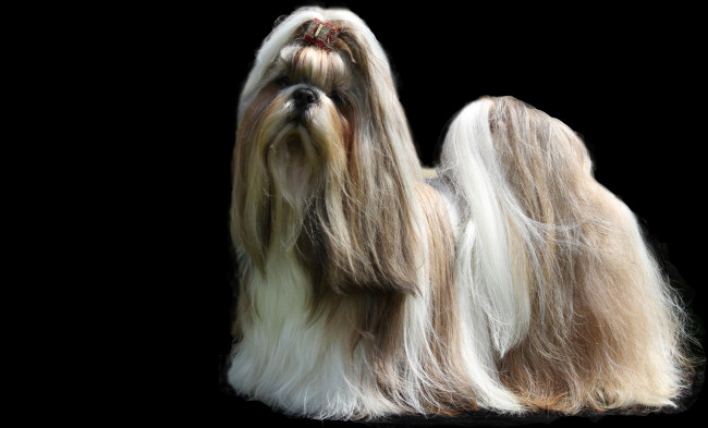 Обои картинки фото животные, собаки, шерсть, прическа