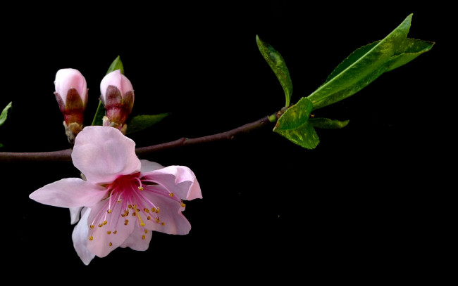 Обои картинки фото цветы, цветущие, деревья, кустарники, ветка