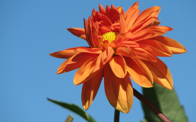 Обои картинки фото цветы, георгины