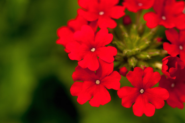 Обои картинки фото цветы, лантана, вербена, красный