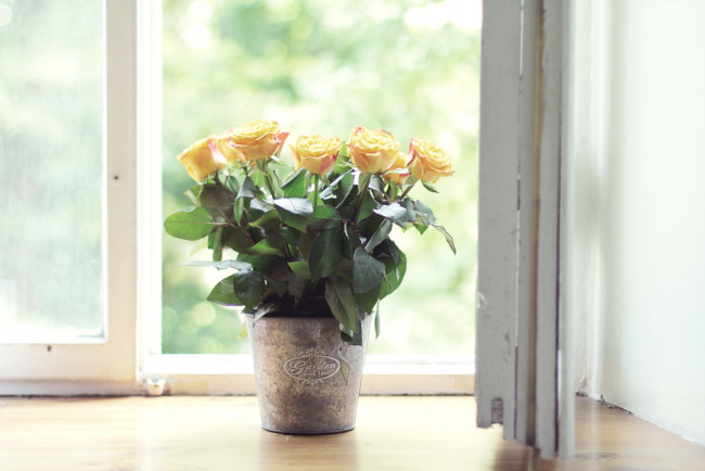 Обои картинки фото цветы, розы, окно, букет, свет