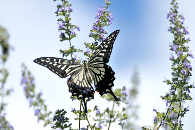 Обои картинки фото животные, бабочки, цветы, крылья