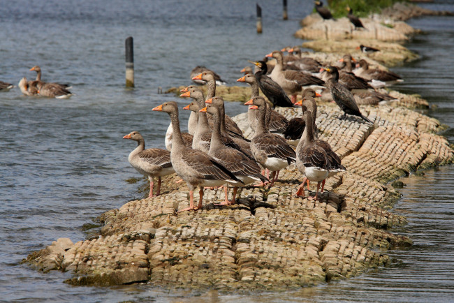 Обои картинки фото животные, гуси, geese, ducks, lake, water, rocks, birds