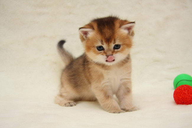 Обои картинки фото животные, коты, котенок