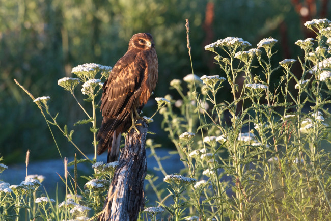 Обои картинки фото животные, птицы, хищники, трава, хищник