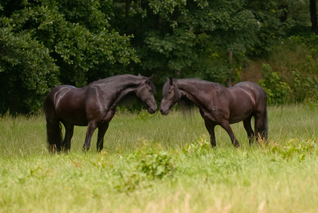 Обои картинки фото животные, лошади, пара, гнедые, чувства