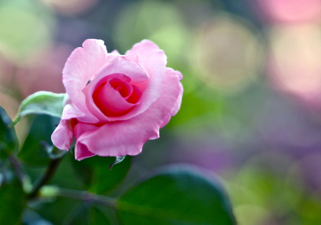 Обои картинки фото цветы, розы, лепестки, розовый