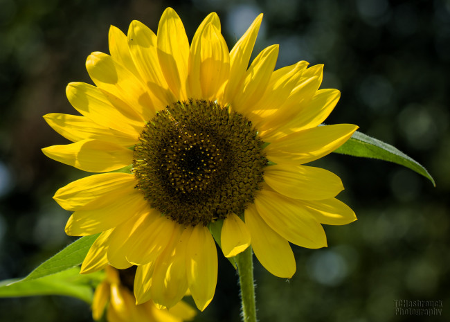 Обои картинки фото цветы, подсолнухи, подсолнух