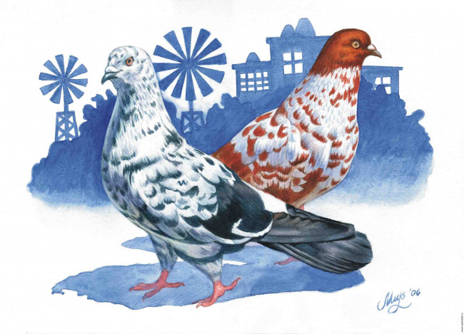 Обои картинки фото рисованные, животные, птицы, голуби