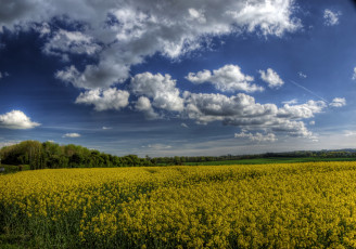 Картинка природа поля поле рапс