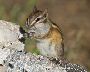 Картинка животные бурундуки бурундук шкорки семечки