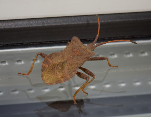 Картинка животные насекомые коричневый жук макро