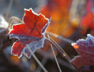 Картинка природа листья изморозь осень макро