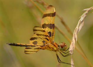 Картинка животные стрекозы зелёный фон насекомое травинка колосок макро стрекоза