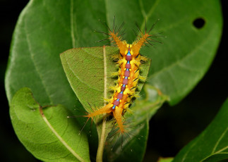 Картинка животные гусеницы оранжевая яркая шипастая гусеница лист листик макро itchydogimages