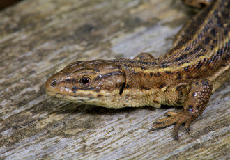 Картинка животные Ящерицы +игуаны +вараны макро ящерица коричневая чешуйки