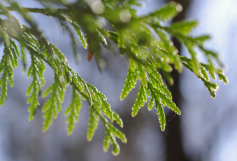 Картинка природа макро зеленый ветки