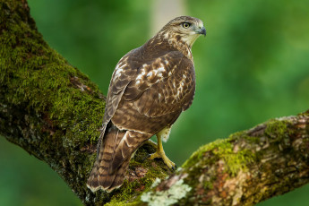 Картинка животные птицы+-+хищники фон птица хищник