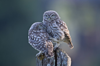 Картинка животные совы дерево совята двое птицы