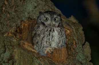 Картинка животные совы взгляд дупло дерево ночь сова птица