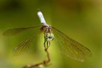 Картинка животные стрекозы насекомое зелёный фон стрекоза макро