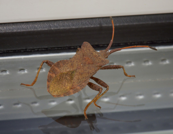 Обои картинки фото животные, насекомые, коричневый, жук, макро