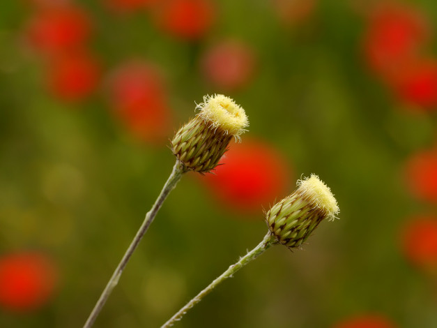 Обои картинки фото природа, макро, семенные, коробочки, пара, фон