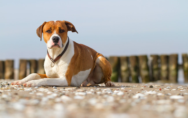 Обои картинки фото животные, собаки, собака, взгляд