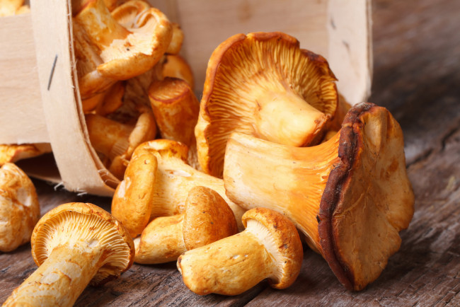 Обои картинки фото еда, грибы,  грибные блюда, лисички, много