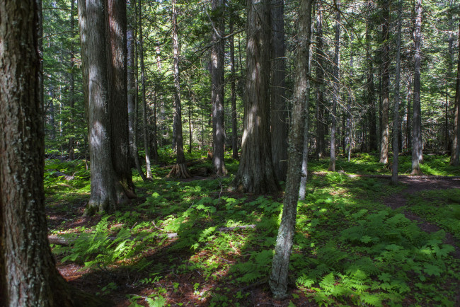 Обои картинки фото glacier national park montana, природа, лес, папоротник, глейшер, деревья, монтана, парк