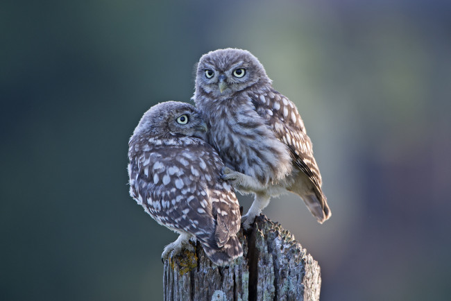 Обои картинки фото животные, совы, дерево, совята, двое, птицы