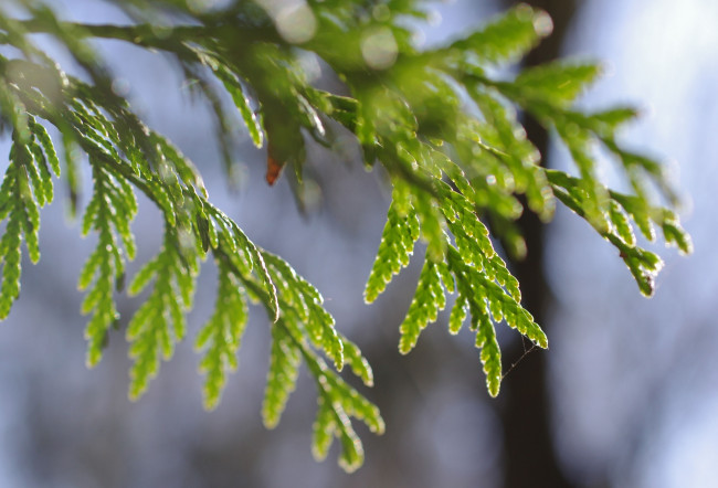 Обои картинки фото природа, макро, зеленый, ветки