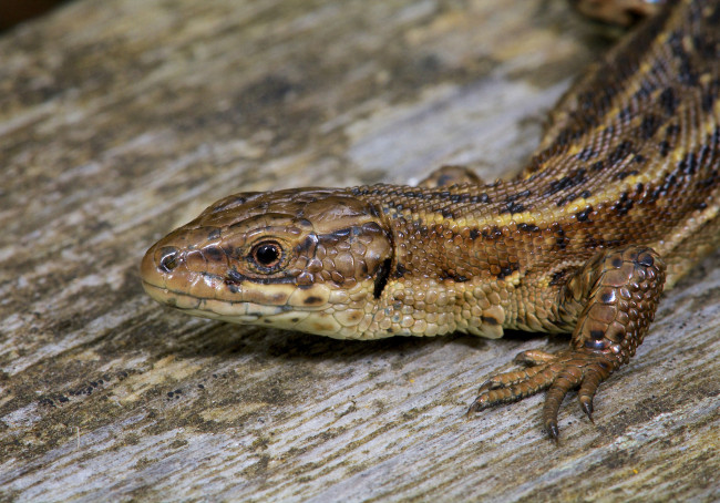 Обои картинки фото животные, Ящерицы,  игуаны,  вараны, макро, ящерица, коричневая, чешуйки