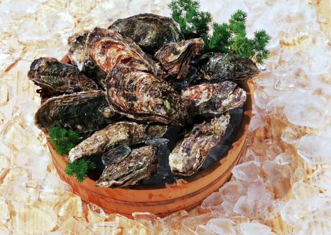 Обои картинки фото еда, рыба,  морепродукты,  суши,  роллы, лед, мидии, ракушки