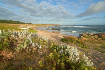 Картинка природа побережье океан цветы трава пляж