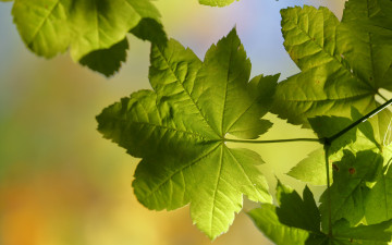 Картинка природа листья макро свет