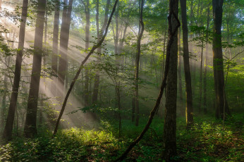 Картинка природа лес простор