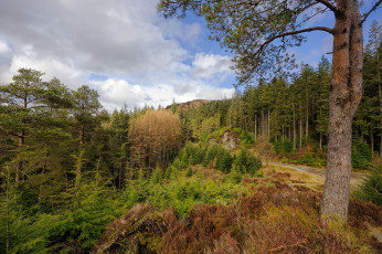 Картинка природа лес простор