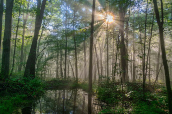 Картинка природа лес простор