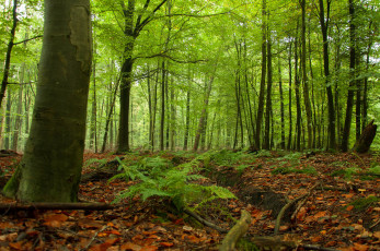 Картинка природа лес простор