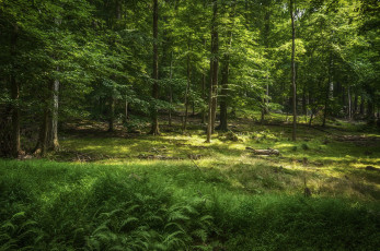 Картинка природа лес простор