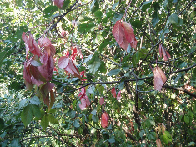 Обои картинки фото листья, природа, деревья, летом, лес