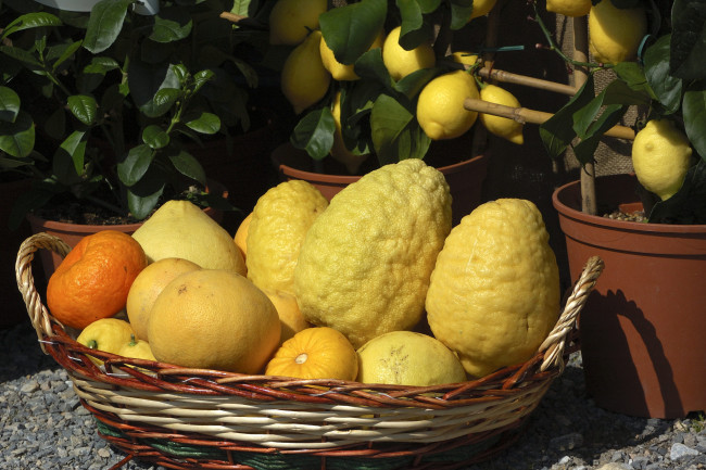 Обои картинки фото еда, цитрусы, снедь