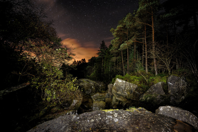 Обои картинки фото природа, лес, простор