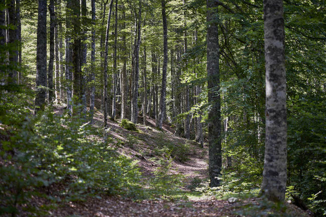 Обои картинки фото природа, лес, простор