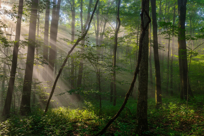 Обои картинки фото природа, лес, простор