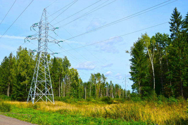 Обои картинки фото природа, лес, простор