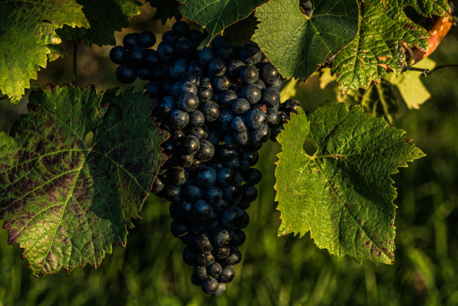 Обои картинки фото природа, Ягоды,  виноград, простор